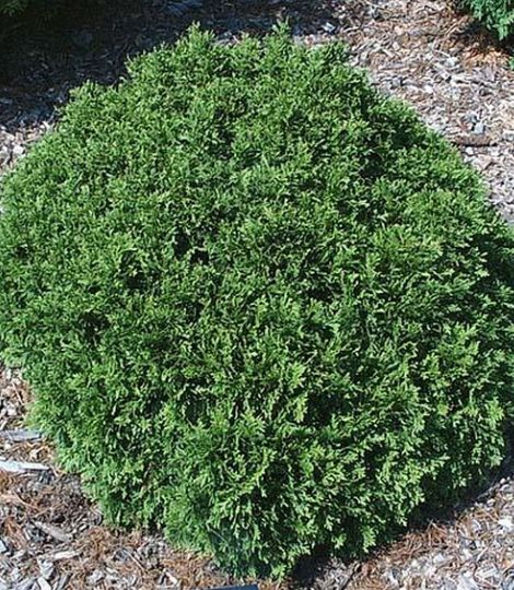 Thuja occidentalis 'Little giant' 2 lit.